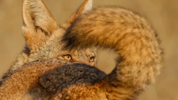 ‘A Tale of Two Coyotes’ jepretan Parham Pourahmad dari Amerika Serikat. Foto di kategori 11-14 Years ini memperlihatkan anjing hutan jantan yang matanya terlihat dibingkai dengan sempurna oleh ekor dari anjing hutan betina. Foto: Parham Pourahmad/Wildlife Photographer of the Year 2025