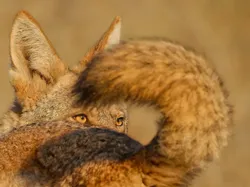 Karya Finalis Kontes Foto Satwa Liar yang Bikin Kagum dan Terenyuh