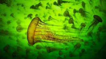 ‘Jelly Smack Summer’ jepretan Ralph Pace dari Amerika Serikat. Foto ini memperlihatkan kumpulan ubur-ubur di perairan Monterey Bay, Amerika Serikat. Foto: Ralph Pace/Wildlife Photographer of the Year 2025