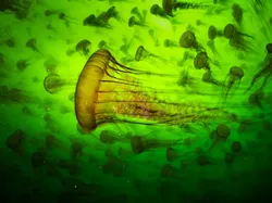 Karya Finalis Kontes Foto Satwa Liar yang Bikin Kagum dan Terenyuh