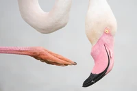 Wildlife Photographer of the Year 2025
