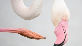 ‘Pink Pose’ hasil jepretan Leana Kuster dari Swiss. Foto yang masuk dalam kategori 15-17 Years ini menunjukkan seekor flamingo di Pont de Gau, Prancis dengan paruh berwarna merah muda yang sedang menggaruk kepalanya menggunakan salah satu kakinya yang panjang. Foto: Leana Kuster/Wildlife Photographer of the Year 2025