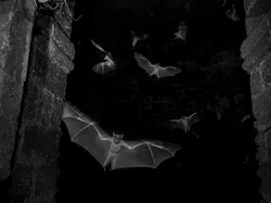 Karya Finalis Kontes Foto Satwa Liar yang Bikin Kagum dan Terenyuh