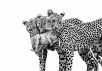 Wildlife Photographer of the Year 2025