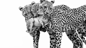 ‘Deadly Lessons’ hasil jepretan Marina Cano dari Spanyol. Foto di kategori Behaviour: Mammals ini memperlihatkan tiga ekor cheetah muda yang menangkap seekor dik-dik saat sedang latihan berburu di Taman Nasional Samburu, Kenya. Foto: Wildlife Photographer of the Year 2025