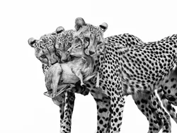 Karya Finalis Kontes Foto Satwa Liar yang Bikin Kagum dan Terenyuh