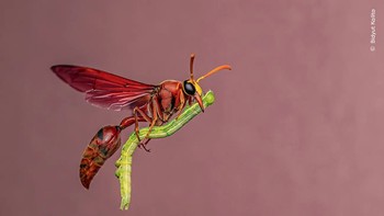 ‘Special Delivery’ hasil jepretan Bidyut Kalita dari India. Foto yang masuk dalam kategori Behaviour: Invertebrates ini memperlihatkan seekor tawon yang sedang terbang membawa pulang seekor ulat untuk memberi makan anak-anaknya. Foto: Bidyut Kalita/Wildlife Photographer of the Year 2025