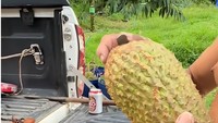  Berbentuk agak lonjong, durian ini disebut durian cabai. Namun aslinya, durian ini merupakan jenis Monthong, tetapi berbentuk lonjong seperti cabai. Foto: Instagram/YouTube