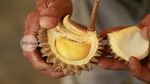Unik! 10 Jenis Durian Ini Bentuk dan Daging Buahnya Berbeda