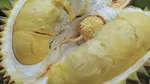 Unik! 10 Jenis Durian Ini Bentuk dan Daging Buahnya Berbeda