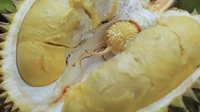 Di Lumajang, Jawa Timur ada durian unik yang disebut Durian Kembanhg. Sesuai namanya, durian ini memiliki bunga di bagian tengah buahnya saat dibelah. Foto: Merdeka.com/jatim.litbang.pertanian.go.id