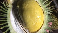 Serupa dengan Lai, yang satu ini adalah durian jenis Lahung. Durian dari Kalimantan ini memiliki rasa yang manis legit. Foto: Instagram/kaltimfaktual
