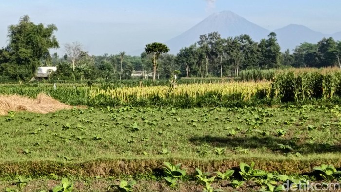 Erupsi Gunung Semeri 31 Agustus 2025