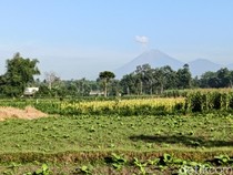 Gunung Semeru Kembali Erupsi, Kolom Abu Capai 900 Meter