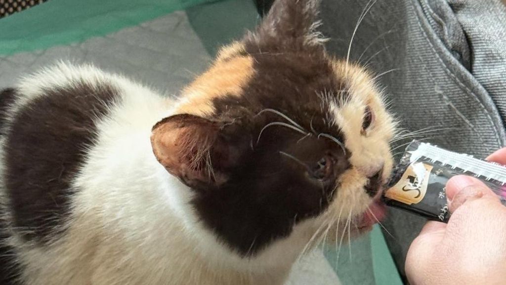 Video: Sherina Kabarkan Kondisi Kucing yang Diselamatkan dari Rumah Uya Kuya