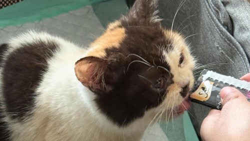 1 kucing dari rumah Uya Kuya yang dijarah berhasil diselamatkan. Saat ini sedang dirawat Sherina Munaf.