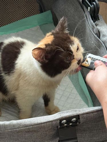 1 kucing dari rumah Uya Kuya yang dijarah berhasil diselamatkan. Saat ini sedang dirawat Sherina Munaf.
