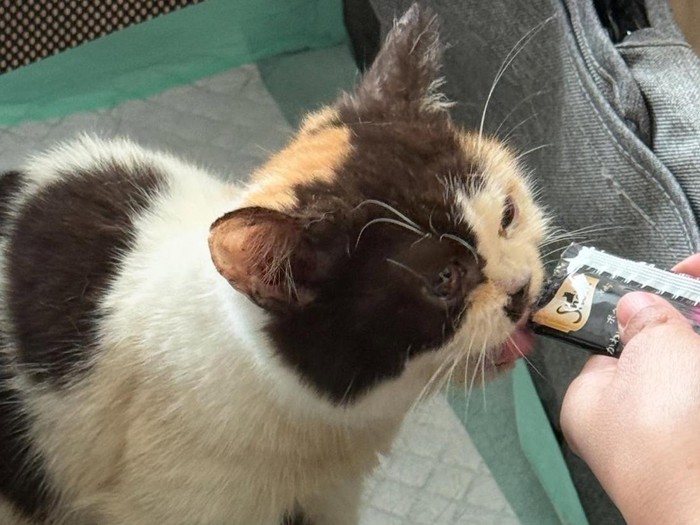 1 kucing dari rumah Uya Kuya yang dijarah berhasil diselamatkan. Saat ini sedang dirawat Sherina Munaf.