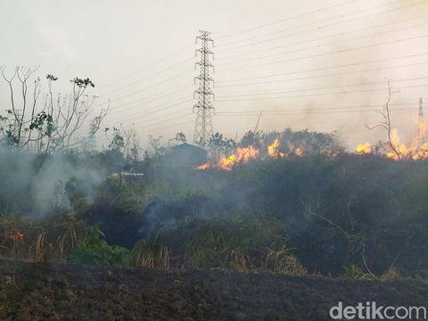 Ular piton ditemukan di lokasi kebakaran lahan dekat gardu induk PLN Pedan Klaten, Minggu (31/8/2025).