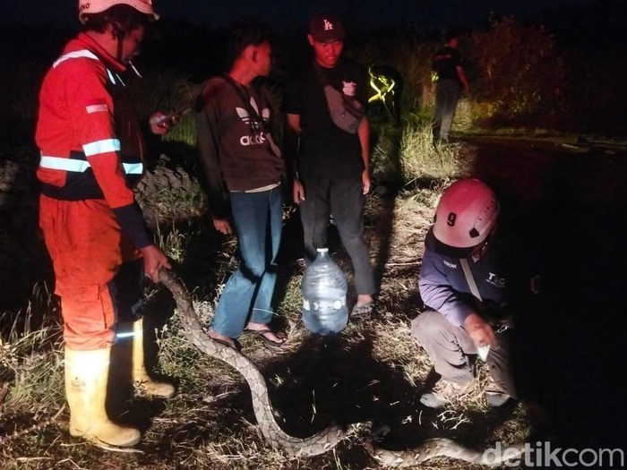 Ular piton ditemukan di lokasi kebakaran lahan dekat gardu induk PLN Pedan Klaten, Minggu (31/8/2025).