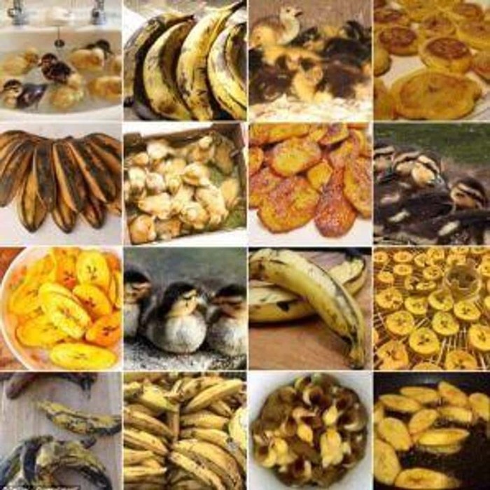 Gemas! 10 Potret Hewan Menyerupai Makanan, Ada Cokelat dan Ayam Goreng Gemas! 10 Potret Hewan Menyerupai Makanan, Ada Cokelat dan Ayam Goreng