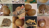Sekilas hewan semacam tikus kecil ini memang menggemaskan. Namun jika dilihat lebih dalam lagi, kok mirip buah kiwi ya? Foto: ranker.com