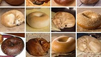Anak anjing berbulu cokelat memang menggemaskan. Namun ketika mereka tidur meringkuk, kenapa bentuknya mirip roti bagel ya? Foto: ranker.com