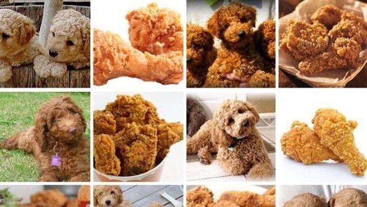 Gemas! 10 Potret Hewan Menyerupai Makanan, Ada Cokelat dan Ayam Goreng
