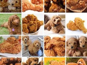 Gemas! 10 Potret Hewan Menyerupai Makanan, Ada Cokelat dan Ayam Goreng