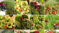 Bahkan burung parrot juga bisa menyerupai makanan. Burung parrot berwarna hijau dengan jambul merah seperti ini mirip dengan saus guacamole ala Meksiko. Foto: ranker.com