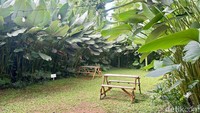 Area belakang kafe begitu asri dengan hamparan rumput dan tanaman hijau di sekelilingnya. Terdapat juga meja dan kursi kayu untuk pengunjung bersantap. Foto: Andi Annisa DR/detikfood