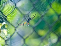 Jangan Injak Laba-laba di Rumah! Begini Cara Atasinya