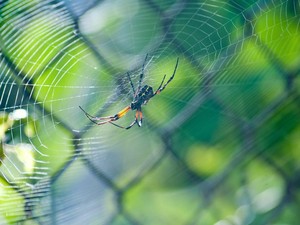 6 Cara Mencegah Laba-laba Masuk Rumah Saat Musim Hujan