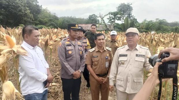 Polres Kuansing dan BumDes panen 10 ton jagung di Kecamatan Pangean, Senin (1/9/2025).