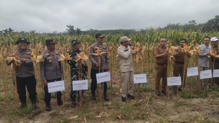 Polres Kuansing dan BumDes panen 10 ton jagung di Kecamatan Pangean, Senin (1/9/2025).