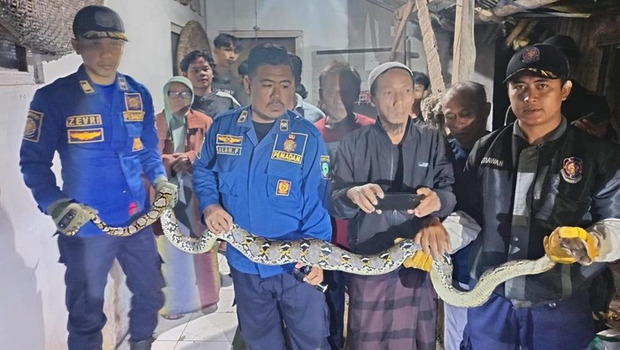 Proses evakuasi Ular makan ternak warga di Kuningan