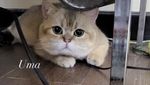 Sherina Munaf Update Keberadaan Kucing-kucing Uya Kuya yang Dijarah