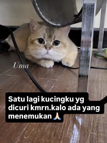 Uya Kuya mencari kucingnya yang belum ditemukan.
