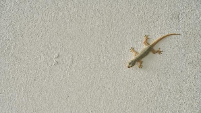 Iustrasi cicak