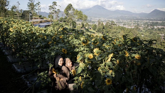 Wisatawan berfoto di area kebun bunga di Bukit Strawberry Lembang, Kabupaten Bandung Barat, Jawa Barat, Selasa (2/9/2025). Badan Pusat Statistik (BPS) mencatat jumlah perjalanan wisatawan nusantara (wisnus) ke Jawa Barat pada periode Januari-Juli 2025 mencapai 124,86 juta perjalanan atau meningkat 31,30 persen dibandingkan periode yang sama pada tahun lalu yang hanya mencapai 95,10 juta perjalanan. ANTARA FOTO/Abdan Syakura