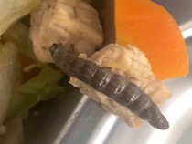 Kala Jangkrik hingga Ulat Ikut Nimbrung di Menu MBG di SMPN 2 Sewon