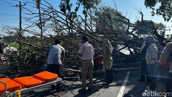 Penampakan pohon tumbang yang timpa pemotor hingga tewas si Sambungmacan, Sragen, Selasa (2/9/2025).