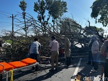 Pemotor Tewas Tertimpa Pohon Tumbang di Sambungmacan Sragen