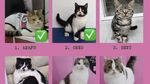 Sherina Munaf Update Keberadaan Kucing-kucing Uya Kuya yang Dijarah
