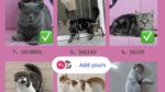 Sherina Munaf Update Keberadaan Kucing-kucing Uya Kuya yang Dijarah