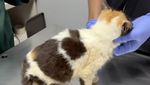 Sherina Munaf Update Keberadaan Kucing-kucing Uya Kuya yang Dijarah