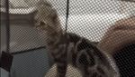 Sherina Munaf Update Keberadaan Kucing-kucing Uya Kuya yang Dijarah