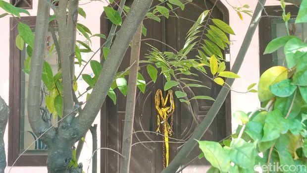 TKP penemuan mayat sekeluarga yang terkubur dalam satu lubang di rumah Indramayu.