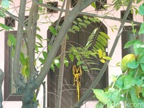 Kaki Menyembul dari Tanah Ungkap 5 Jenazah Sekeluarga di Indramayu