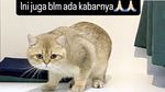 Sherina Munaf Update Keberadaan Kucing-kucing Uya Kuya yang Dijarah
